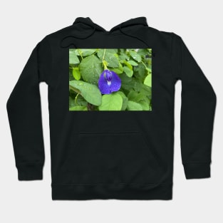 Violet Flower Blossom Hoodie